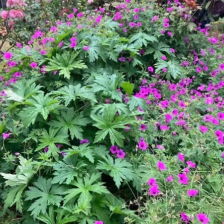 Maison Et Son Jardin Situes Dans Le Condroz *